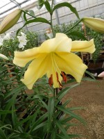 [4193 Golden Power ST No102.JPG]